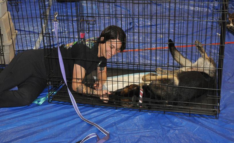 167 dogs, cats spayed, neutered at Walker Animal Shelter Livingston/Tangipahoa