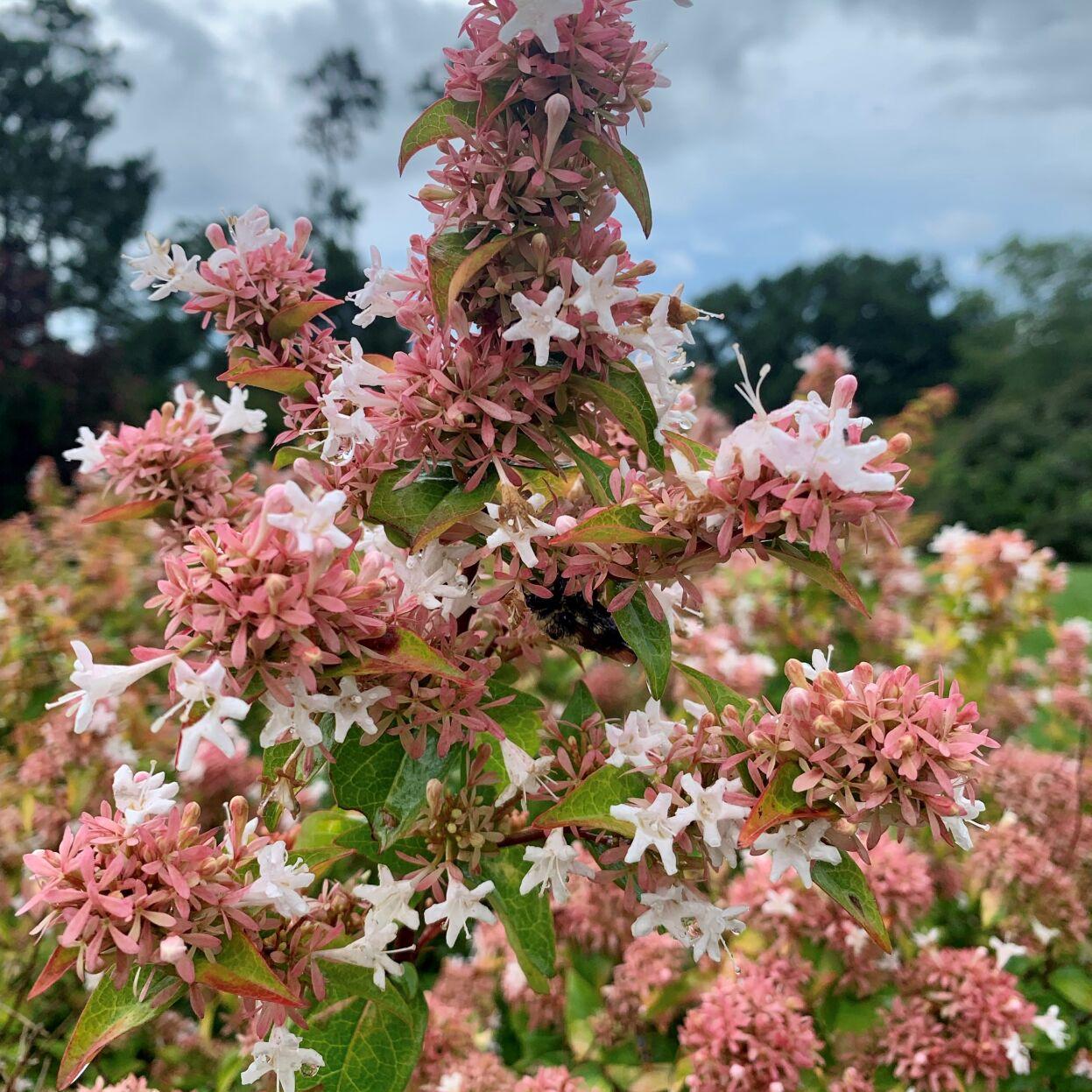 mardi gras abelia images