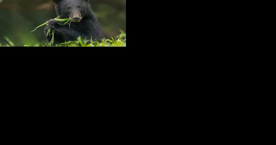 Petition aims to halt restart of bear hunting in Louisiana | Environment - Vimarsana News