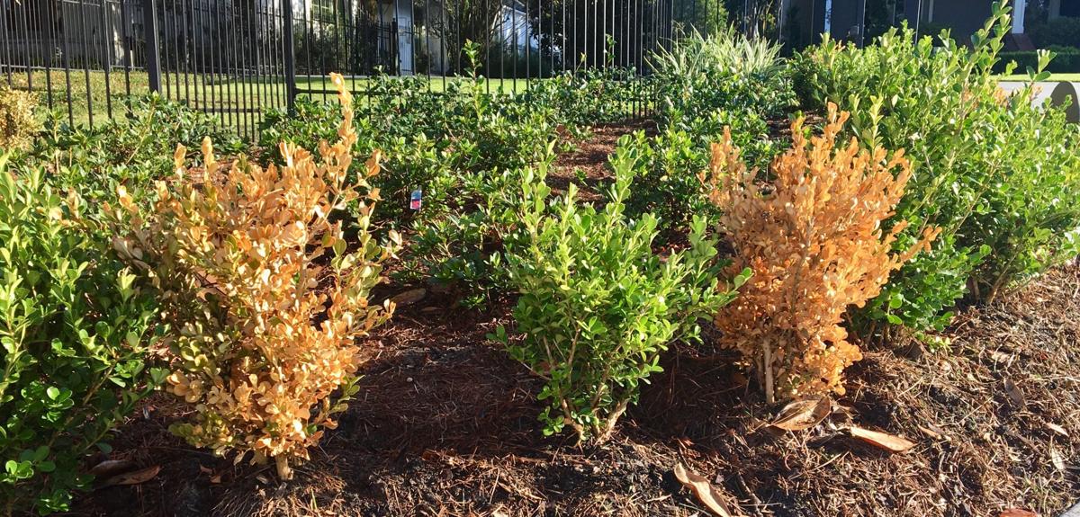 Garden News Boxwoods Are Classic Shrubs But You Can Also