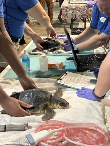 Kemp's ridley sea turtle rescue 1