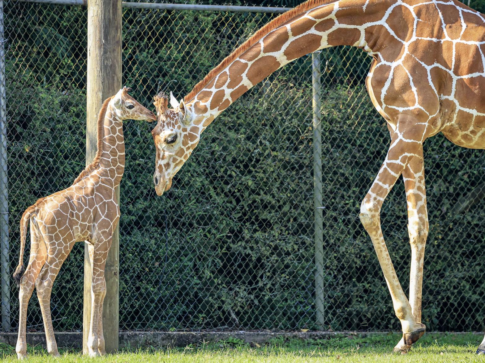 Baby Giraffe Born At Baton Rouge Zoo Public Invited To Help Name Her News Theadvocate Com Baby Giraffe Born At Baton Rouge Zoo Public Invited To Help Name Her News Theadvocate Com