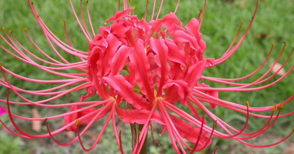 pentas flower seeds Graffiti Bright Red Pentas