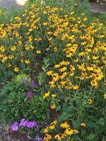 Louisian Certified Habitat increases ecological value of small corners of the earth