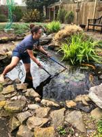 Some people rescue dogs. Ariane Trammell rescues goldfish. Giant ones