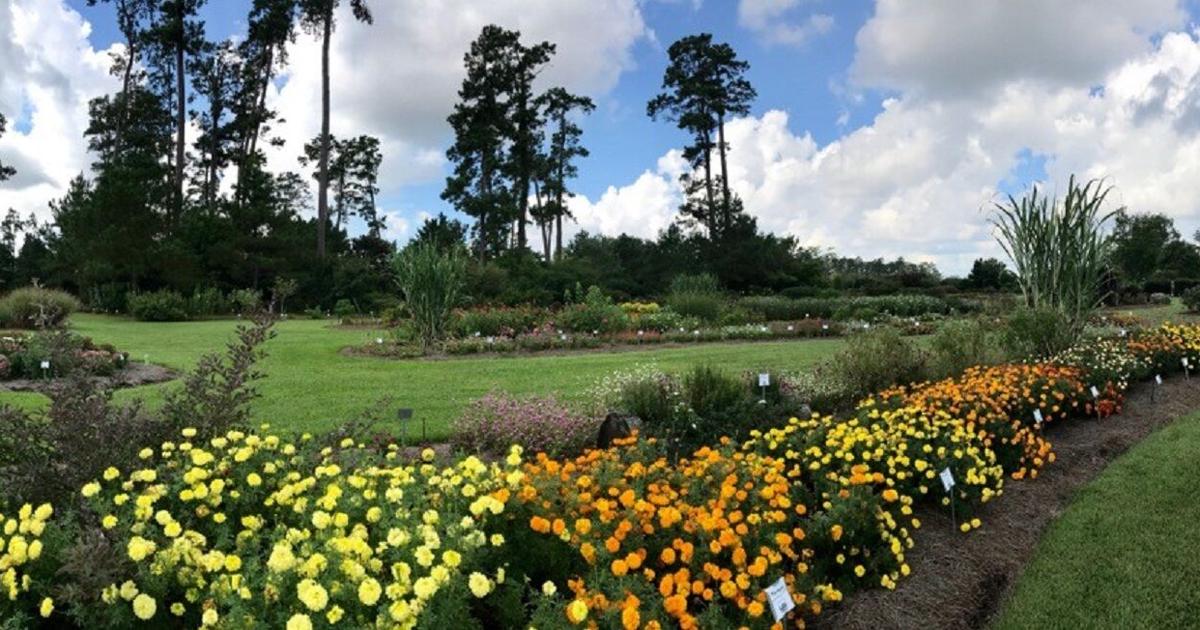 LSU Garden News Try new plants, methods in the new year