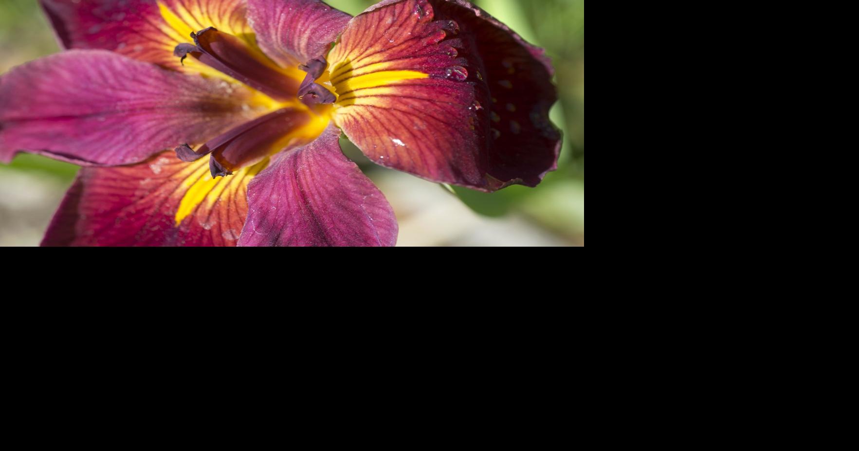 Digging In: Iris season blooming with a rainbow of colors | Home Garden ...