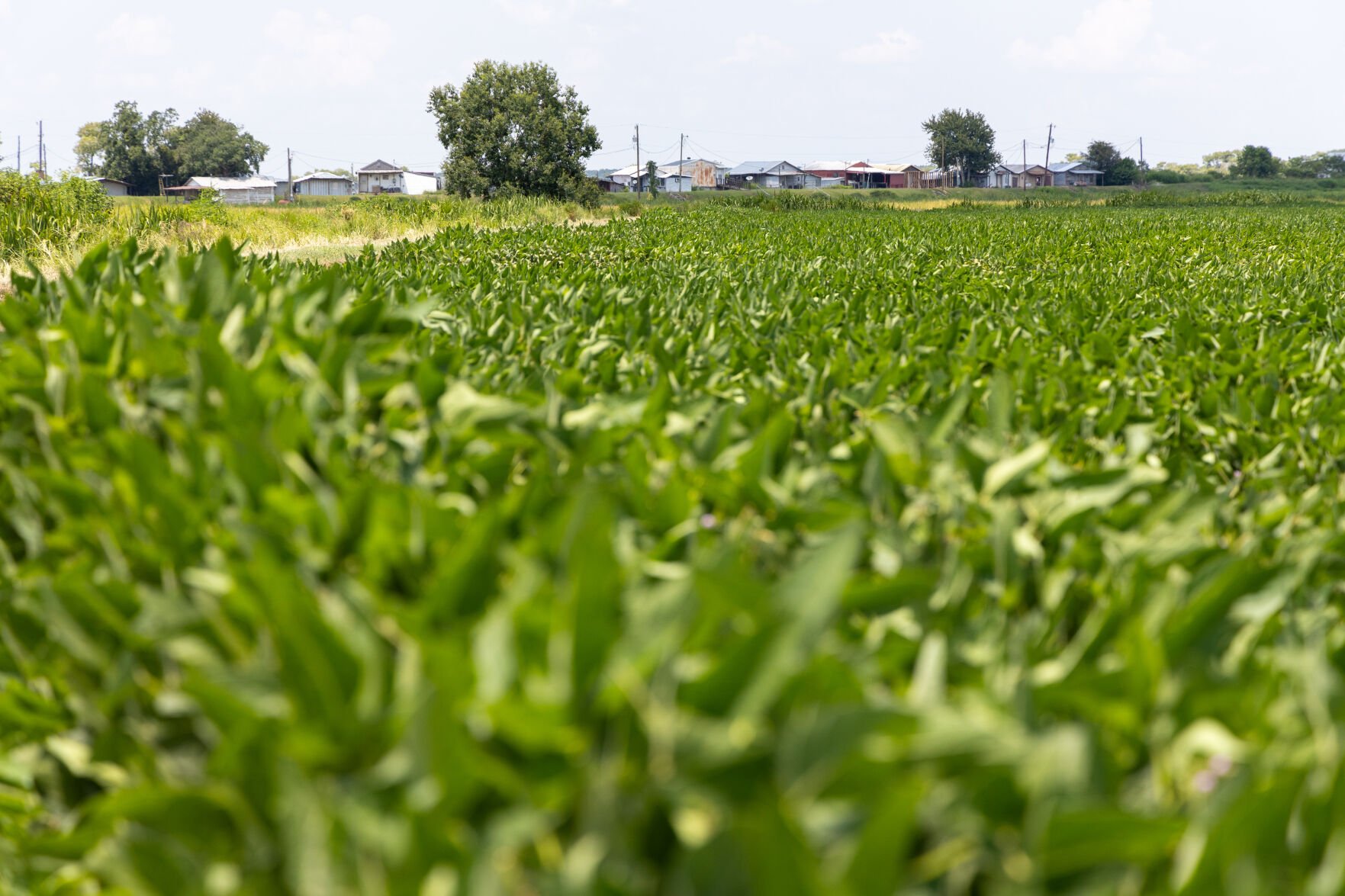 theadvocate.com - Amanda McElfresh - Louisiana Farm Bureau Federation offers guidance, community and signs of progress as agriculture industry faces headwinds