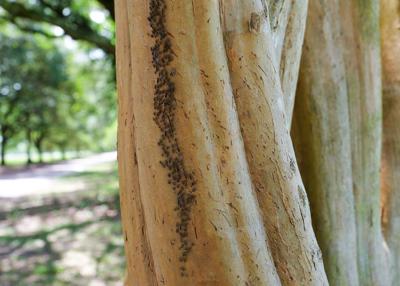 GIG 072426 Bark lice1jpg