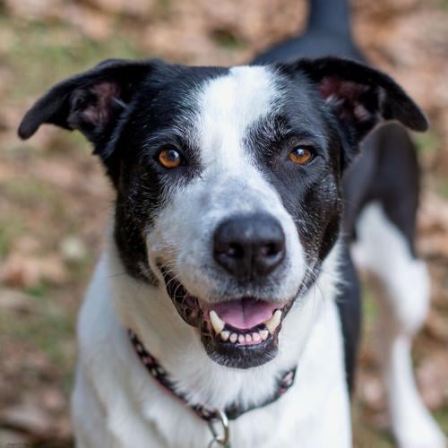 Can A 2 Year Old Dog Be Housebroken