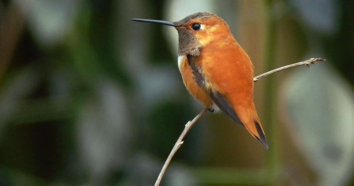 Die Kolibris sind in Louisiana gelandet. Sind Ihre Futterspender gefüllt?