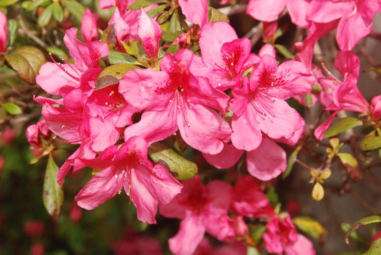 fuschiaazaleas.JPG