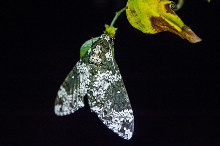How Butterflies Get Their Shine