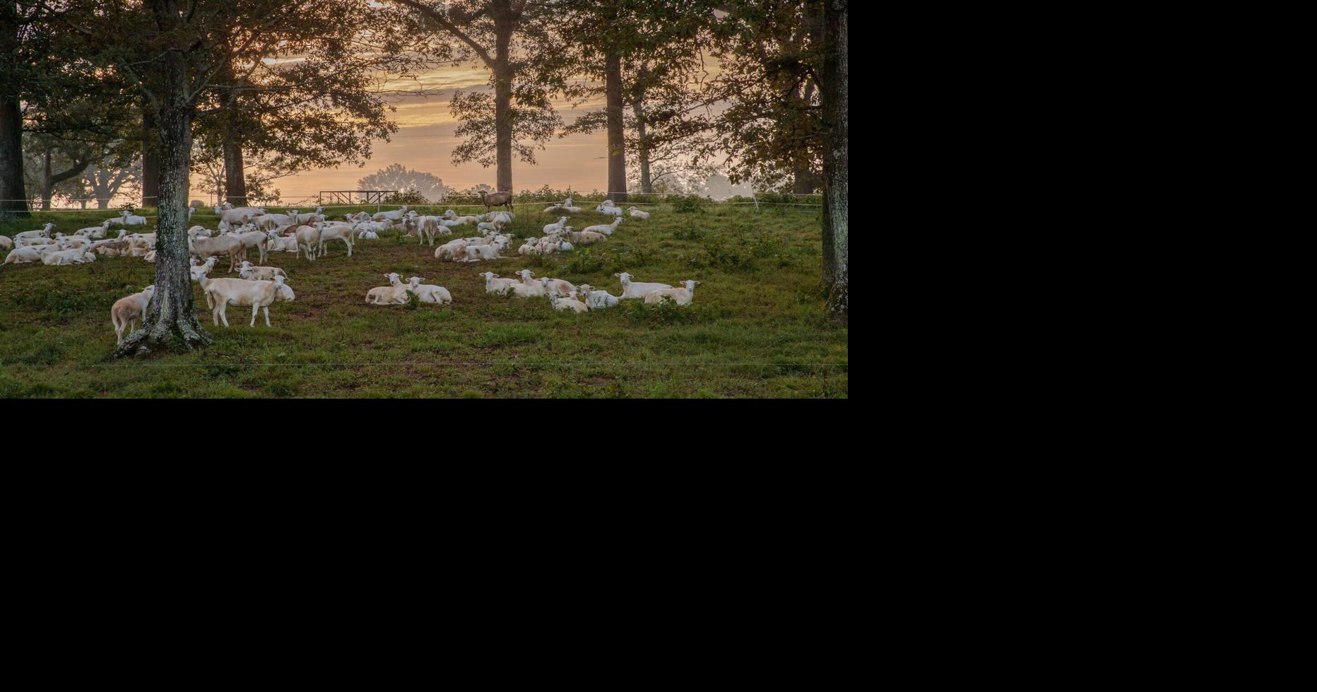 This Louisiana woman spent 25 years studying shepherds. Then she became one for a week