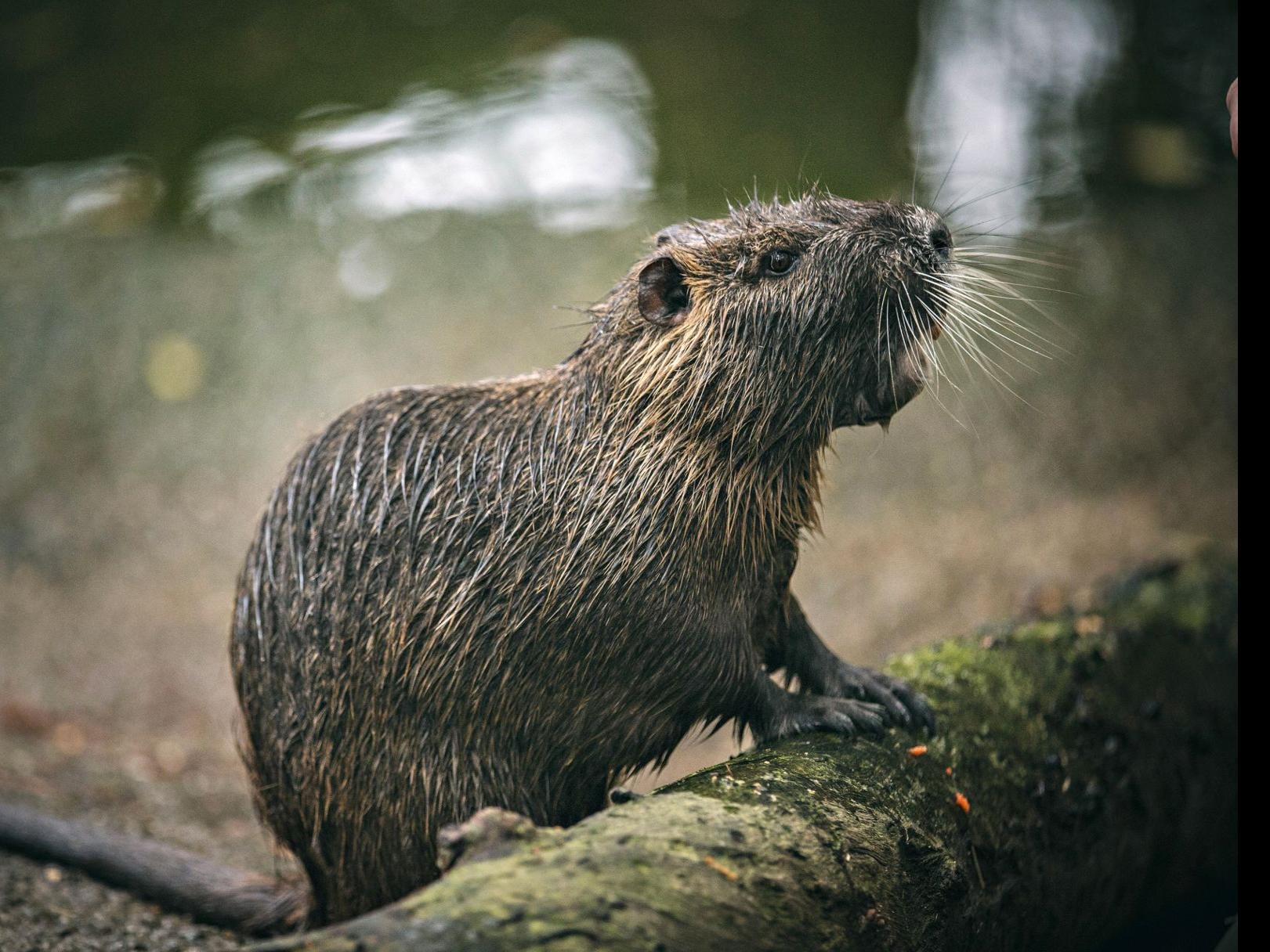 Our Views In Battle With Garret Graves Nutria Still Have Some Advantages Our Views Theadvocate Com