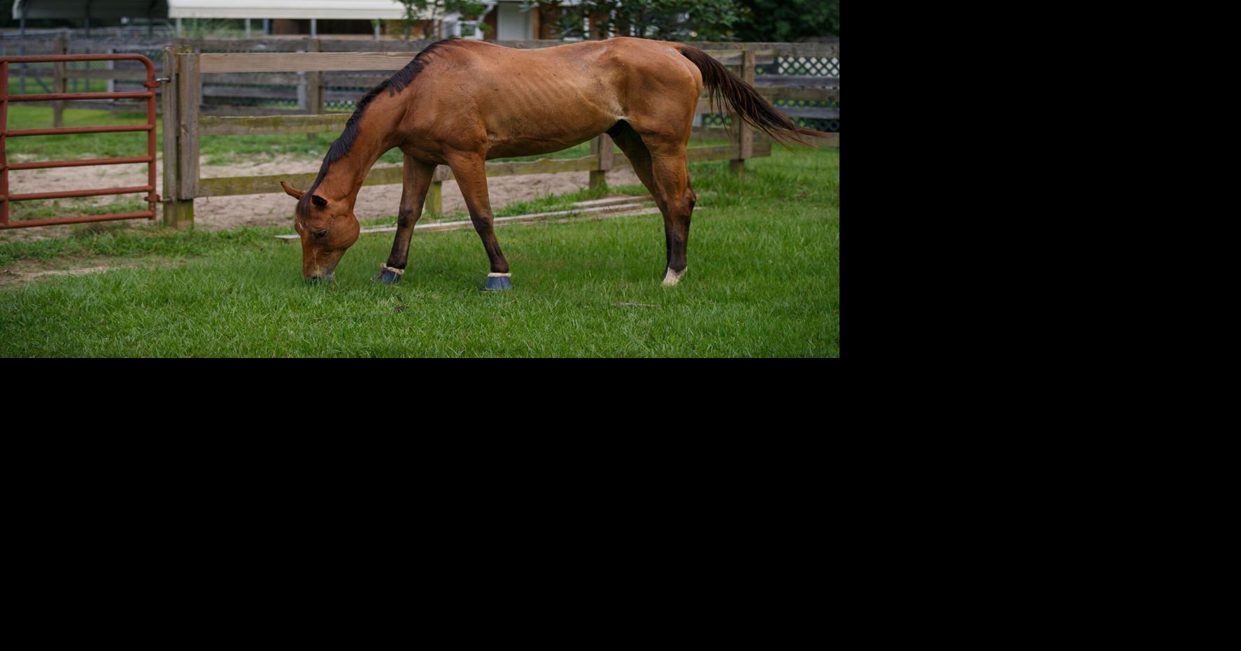 Horses who have been to events in Texas, Oklahoma may be at risk for virus, officials say