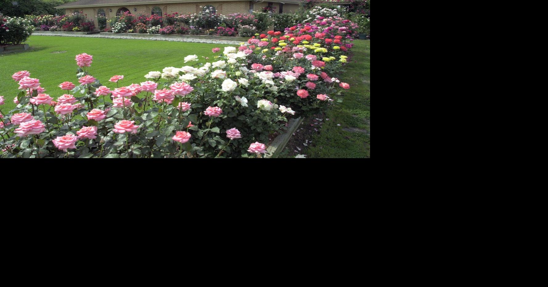 Prune roses now to get the best blooms for spring. Dan Gill explains how.