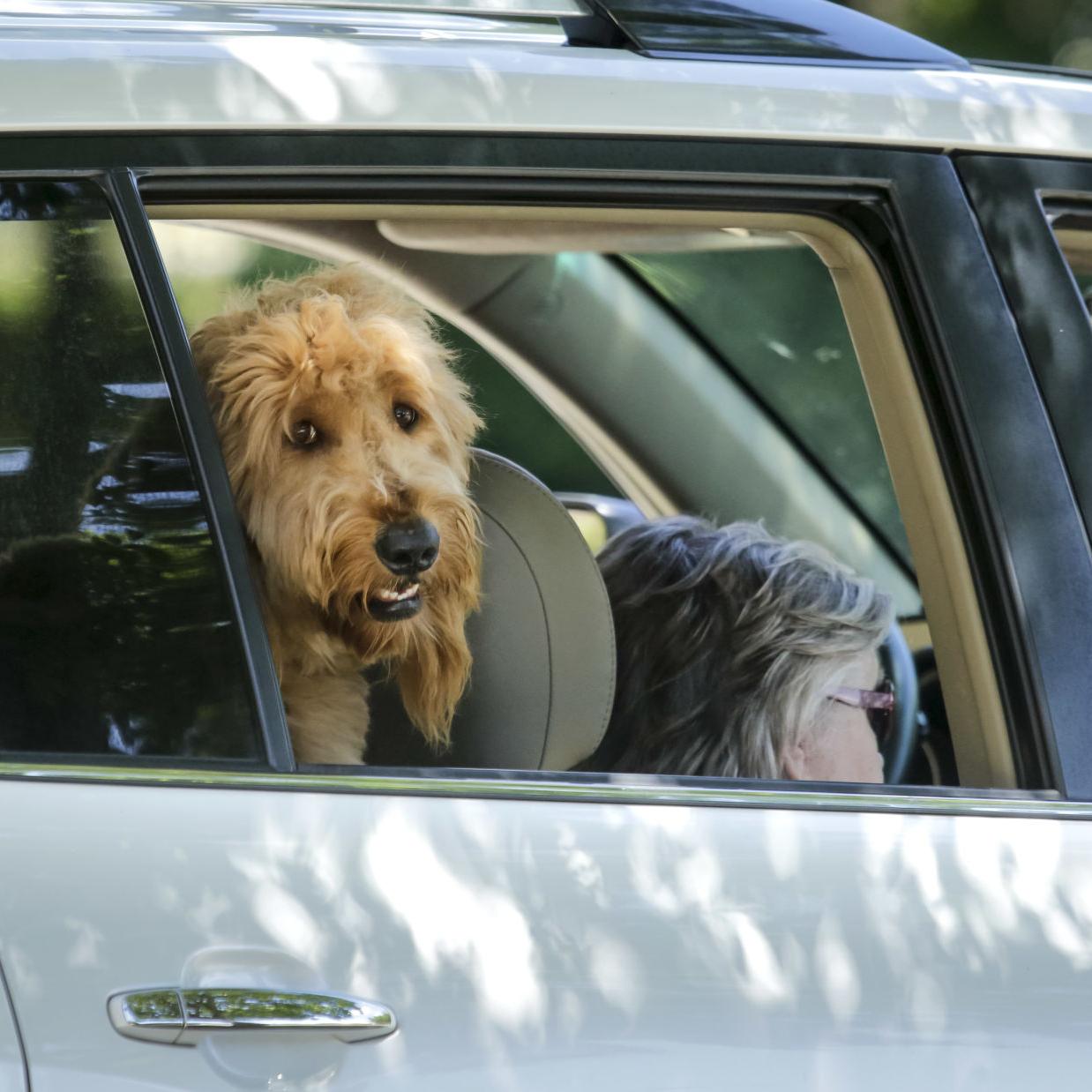 Worried About Your Pets During Tropical Weather Here S How To Keep Them Safe And Calm News Theadvocate Com Worried About Your Pets During Tropical Weather Here S How To Keep Them Safe And Calm News Theadvocate Com