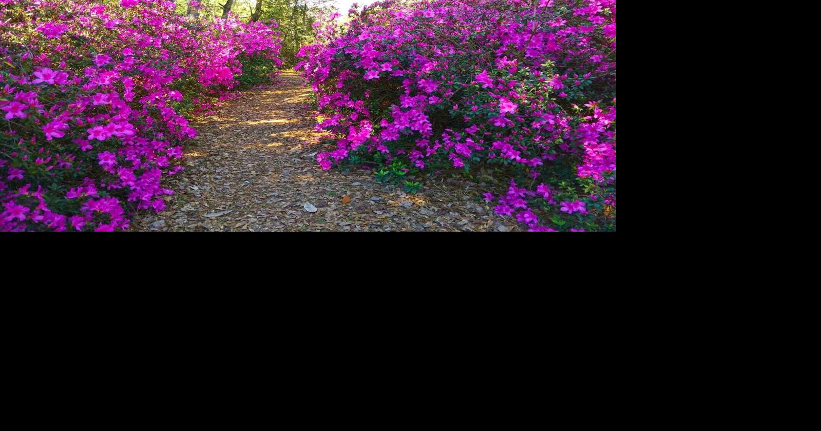When is the right time to prune large old azaleas, and how far back should we cut them?