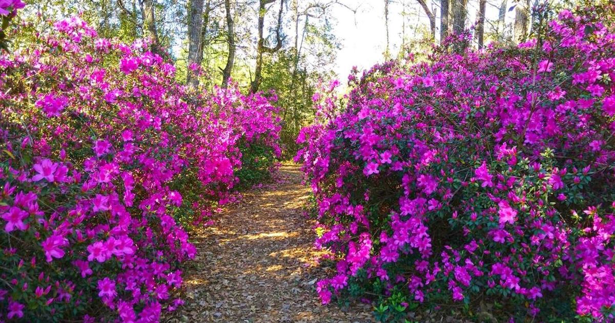 When is the right time to prune large old azaleas, and how far back should ...