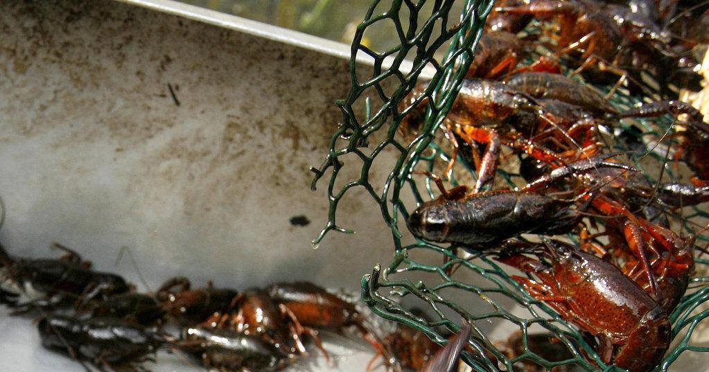 Permit for dam in Atchafalaya Basin that harmed crawfish harvests ruled invalid