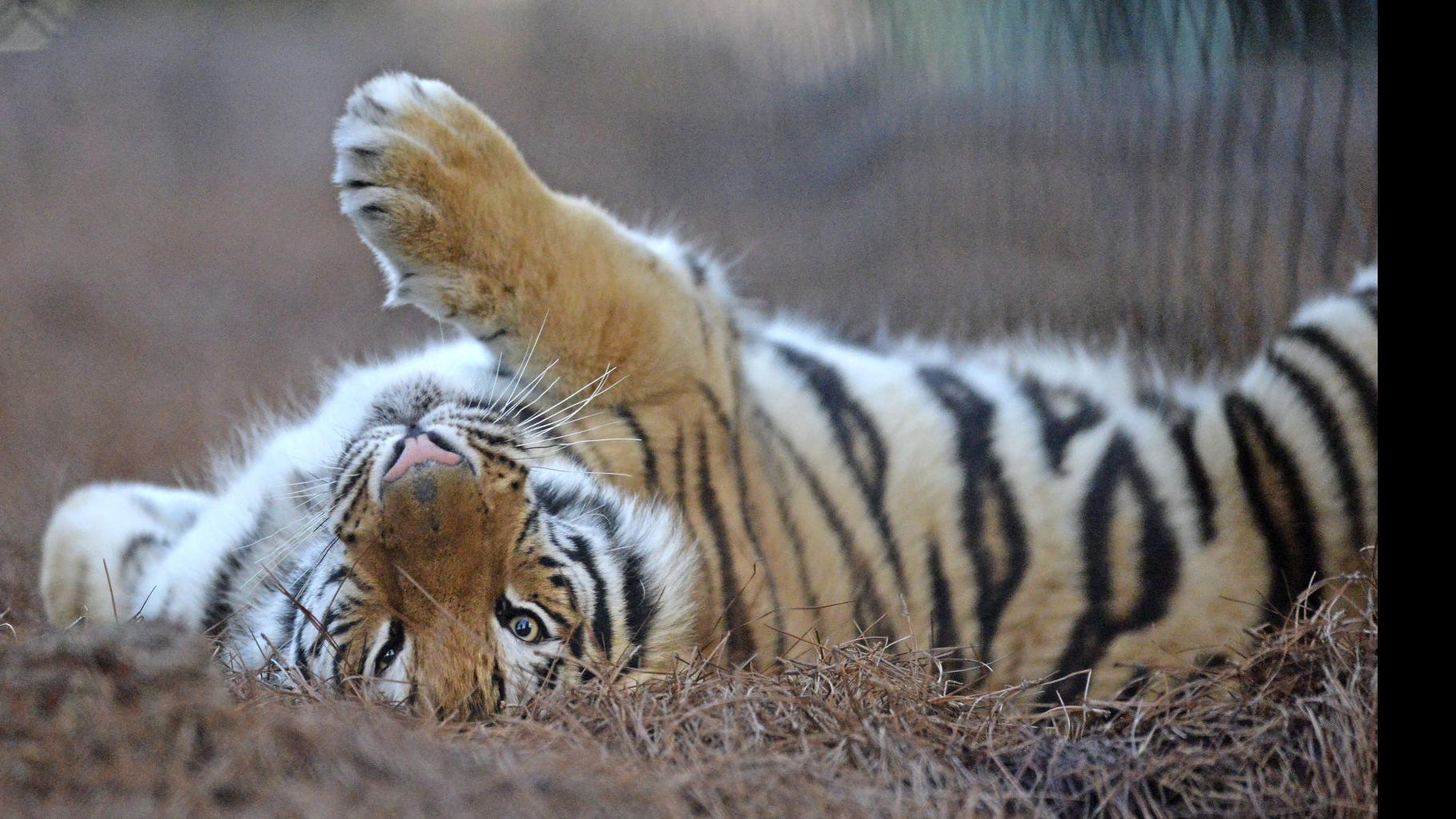 Video See This Eye Popping Encounter Between Lsu S Mike The Tiger And Some Visitors Entertainment Life Theadvocate Com