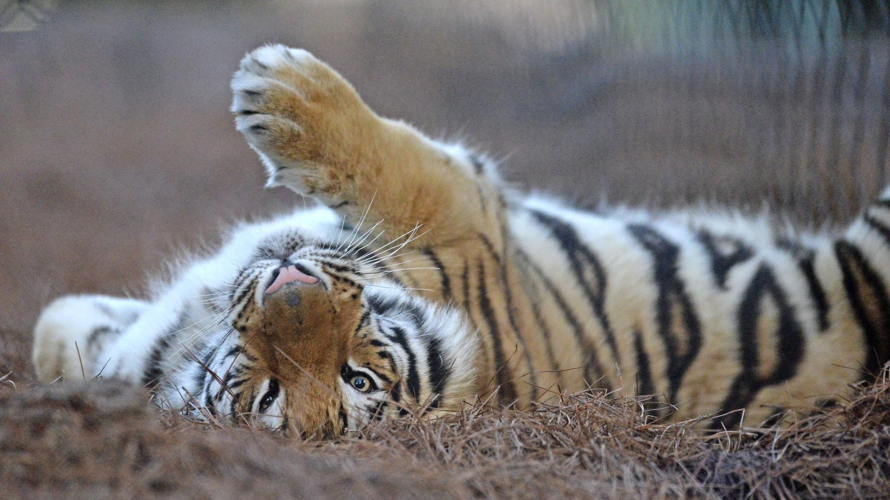 Video See This Eye Popping Encounter Between Lsu S Mike The Tiger And Some Visitors Entertainment Life Theadvocate Com Video See This Eye Popping Encounter Between Lsu S Mike The Tiger And Some Visitors Entertainment Life Theadvocate Com