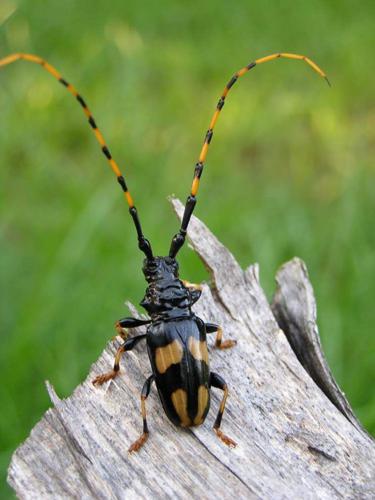 Get up close and personal with bugs, more at Insect Day | Entertainment ...