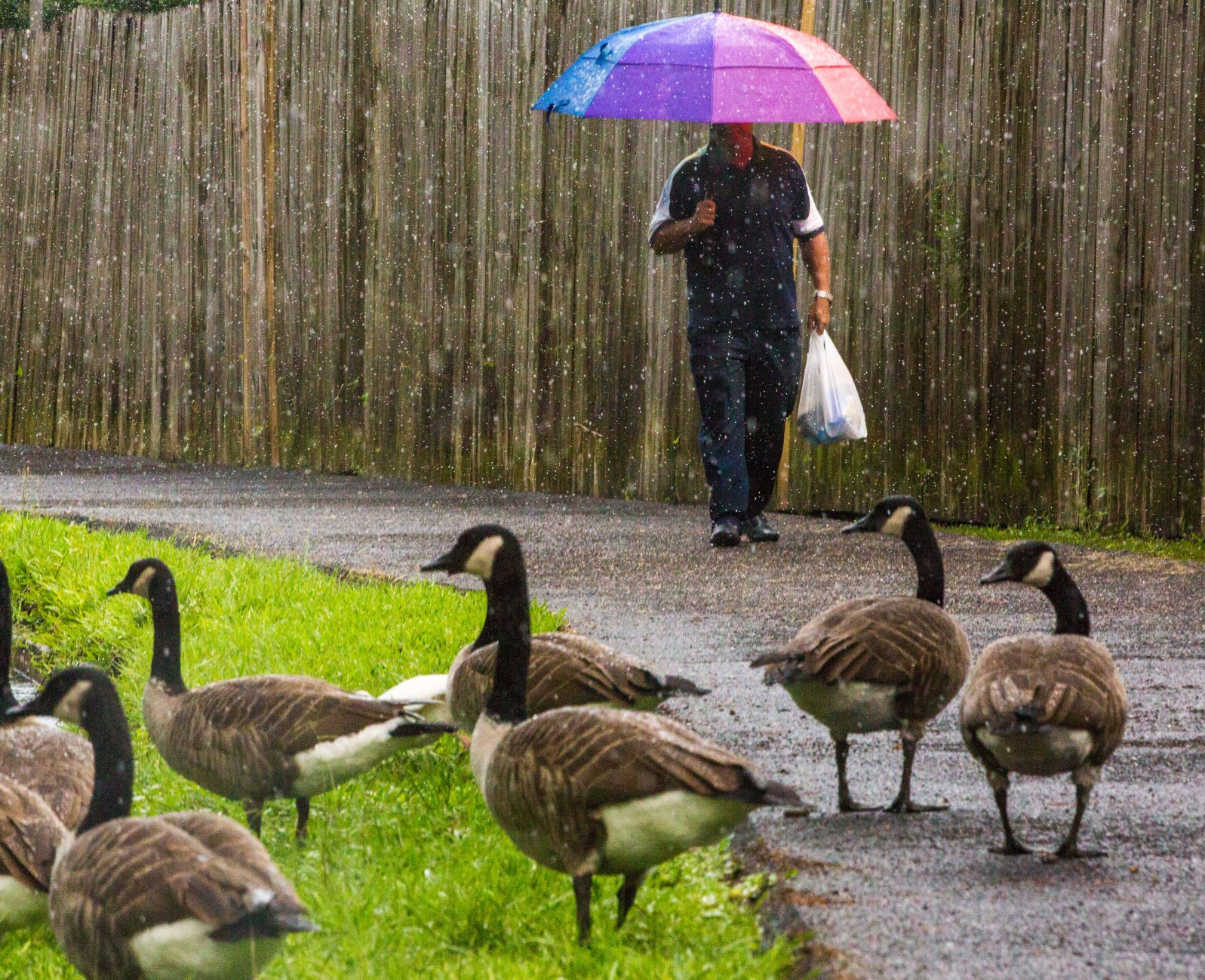 Canada goose discount umbrella