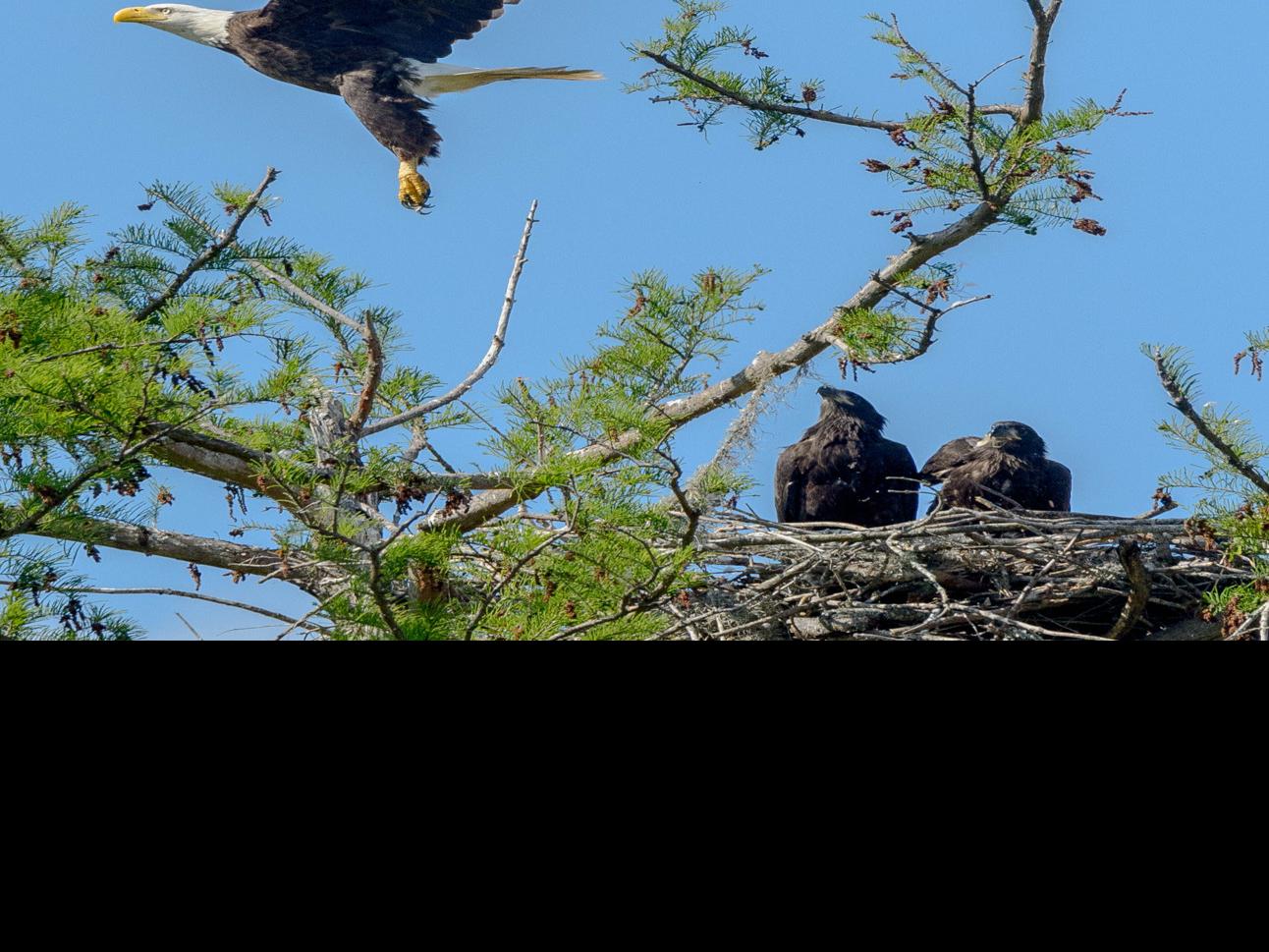 Louisiana S Bald Eagle Population Soaring Again After Years On The