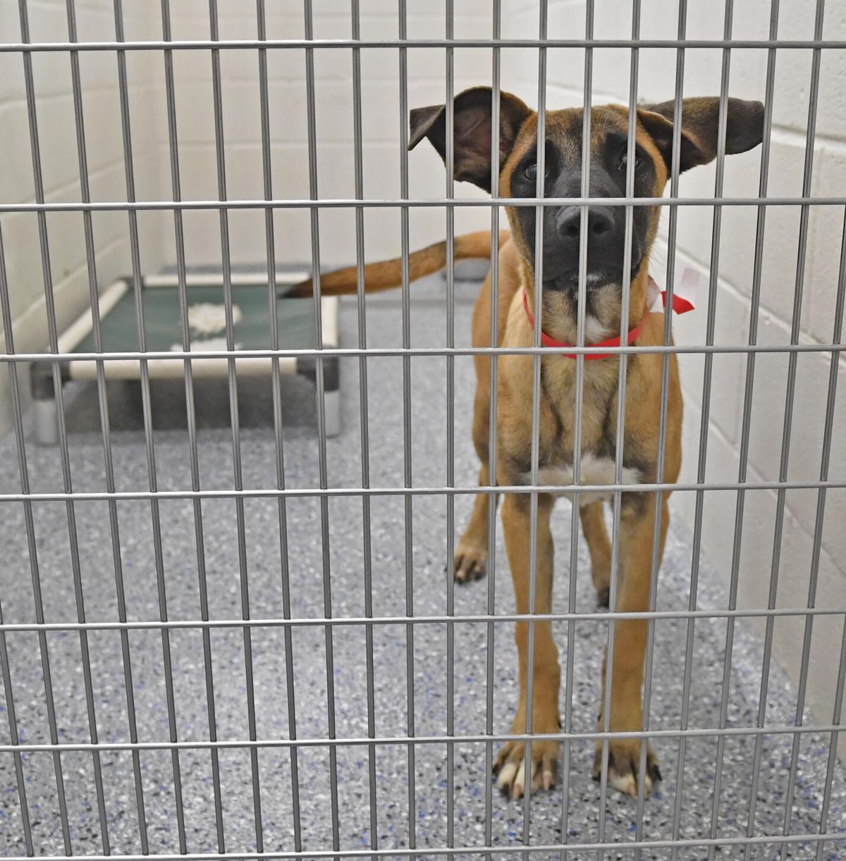 Free Adoptions Offered As Dogs Cats Overcrowd Baton Rouge Animal Shelter We Can T Keep Up News Theadvocate Com
