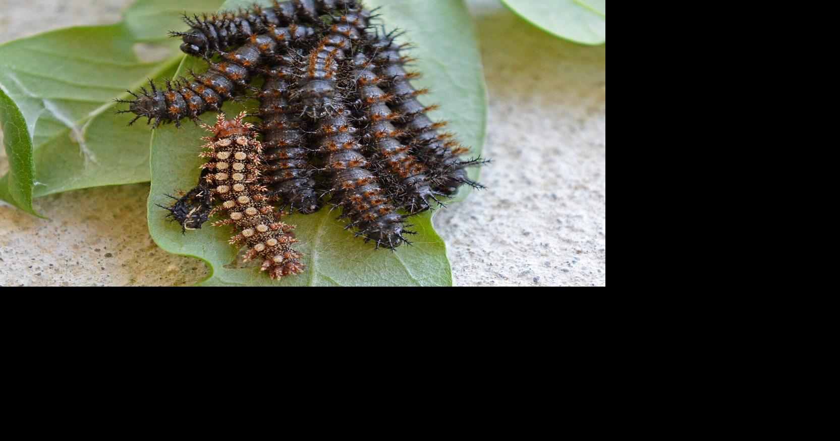 Buck moth caterpillars likely to come out in force this spring ...