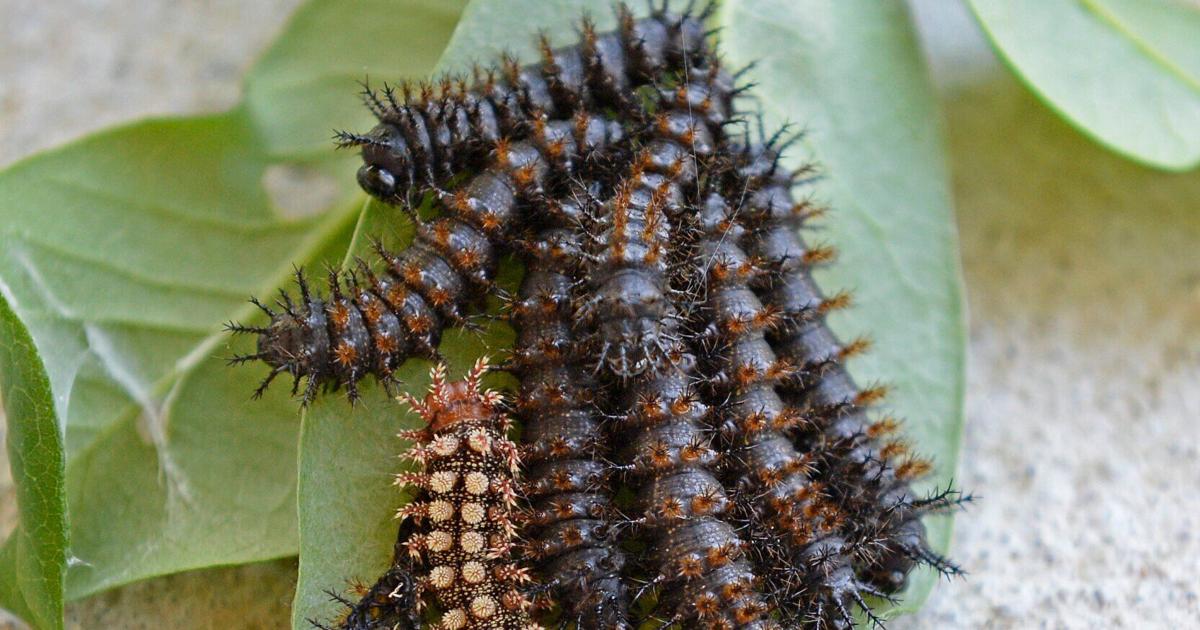 Buck moth caterpillars likely to come out in force this spring ...