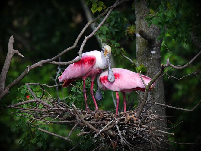 Red bird, blue bird: LSU doctoral student explains the why of birds of