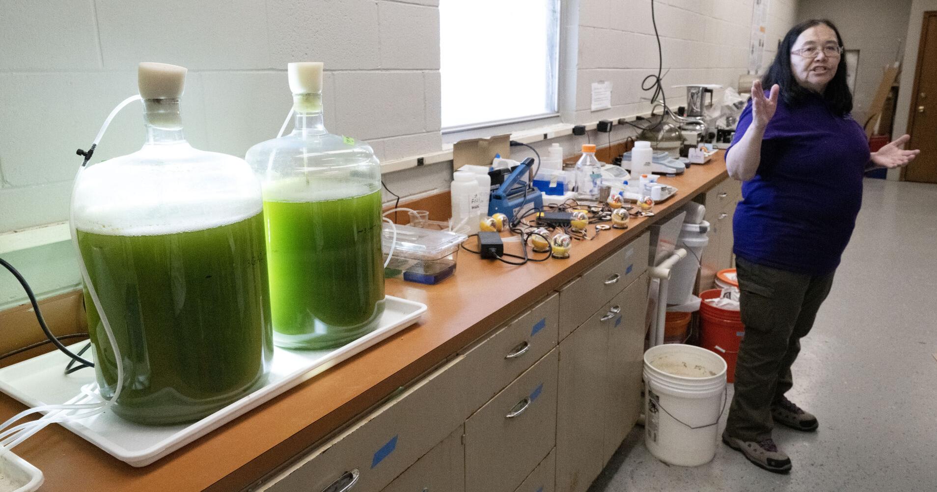 LSU researchers make self-powered light for algae production | Business - Vimarsana News
