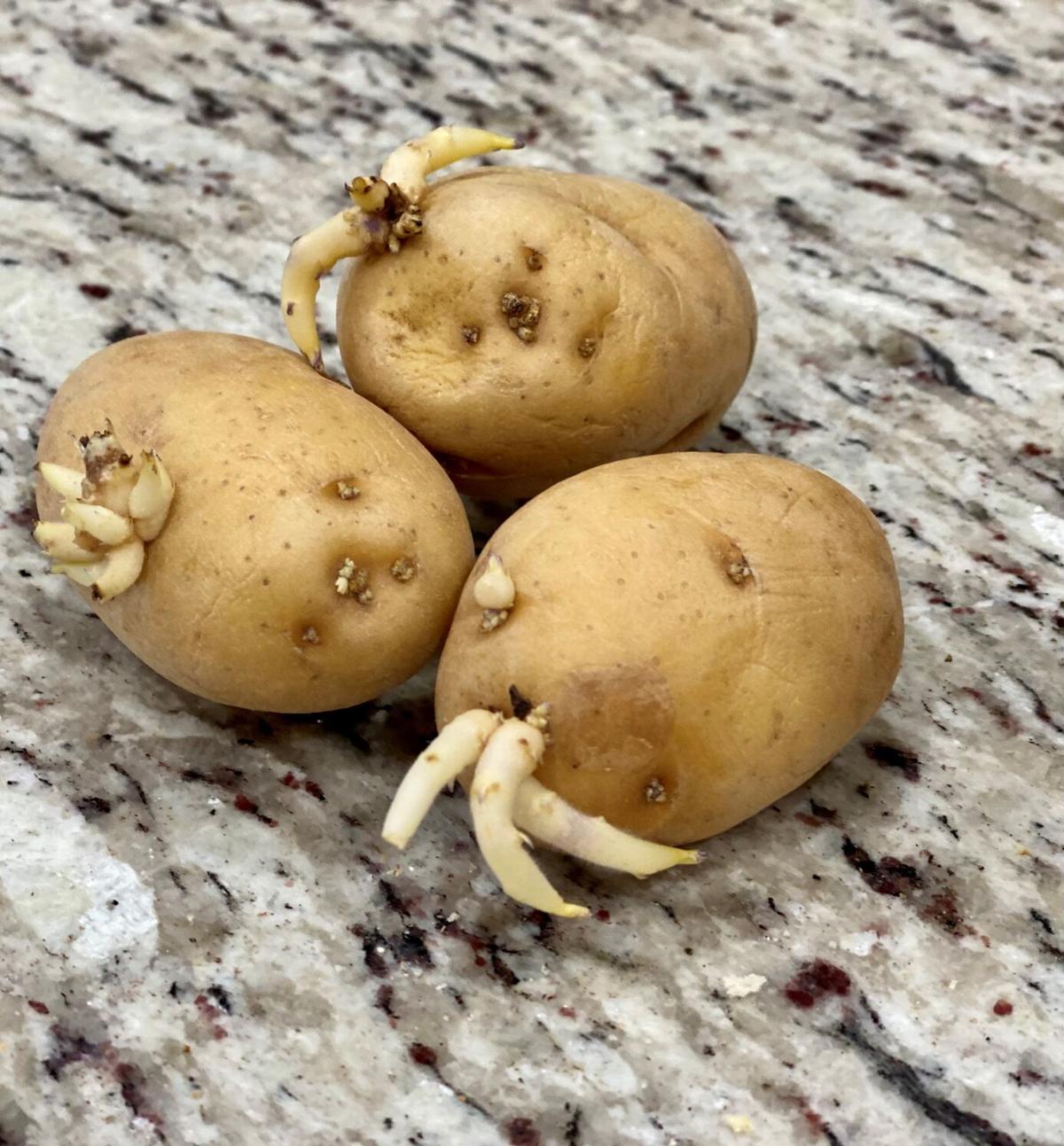 Lsu Garden News It S Time To Plant Potatoes Home Garden Theadvocate Com Lsu Garden News It S Time To Plant Potatoes Home Garden Theadvocate Com