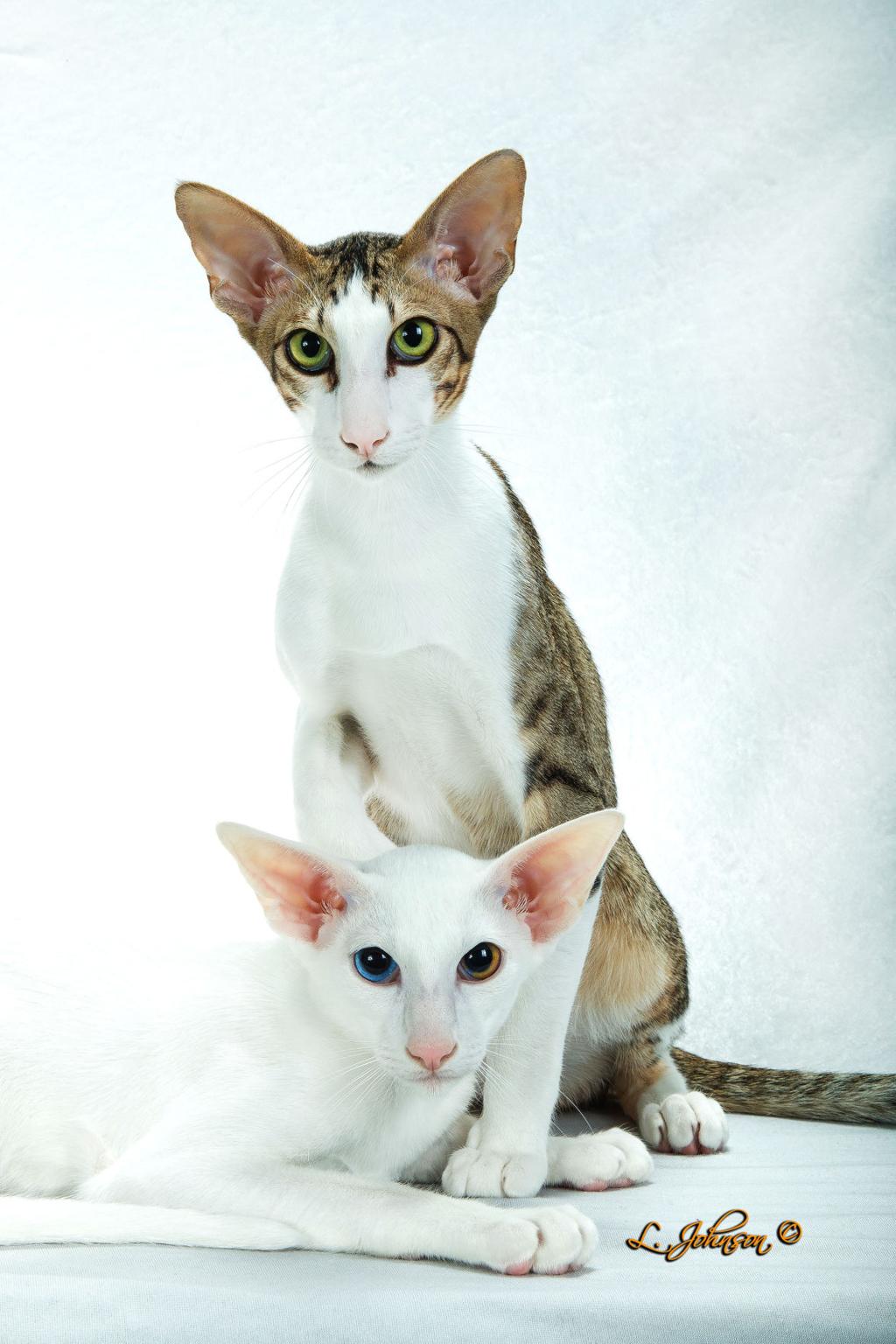 Cats Travaganza Greater Baton Rouge Cat Club Gears Up For 45th