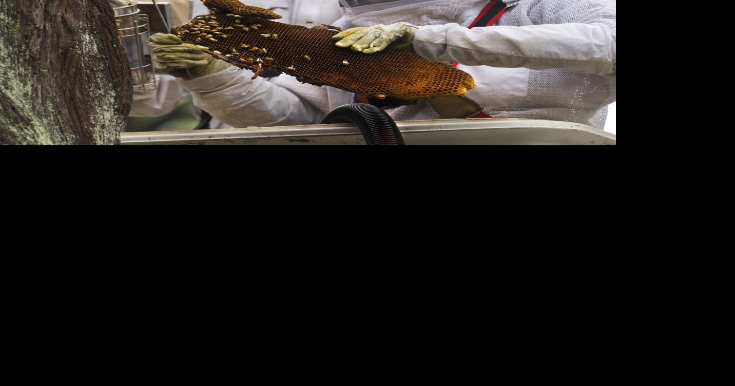 Watch volunteers remove tree, and its bees, that threatened historic