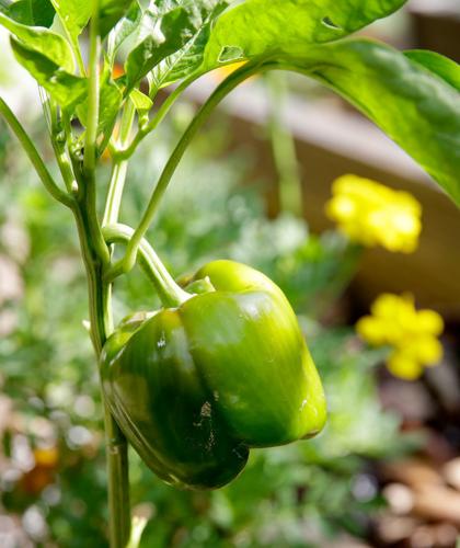 How to prepare your South ����h garden for fall