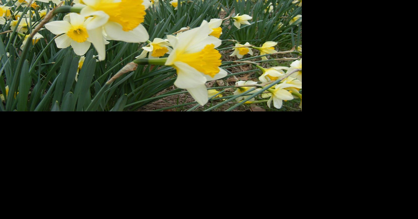 Daffodils that don't bloom Garden advice from Dan Gill Entertainment