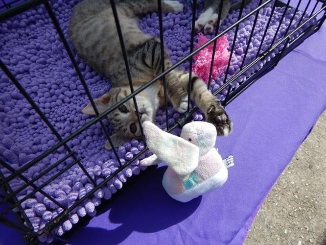 Baton Rouge is getting a cat cafe in the updated Cat Haven ...