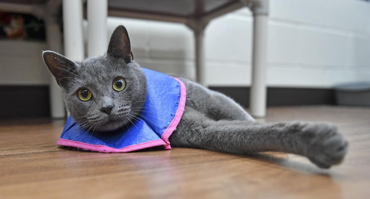 Coronavirus Impact On Baton Rouge Animal Hospitals Shelters