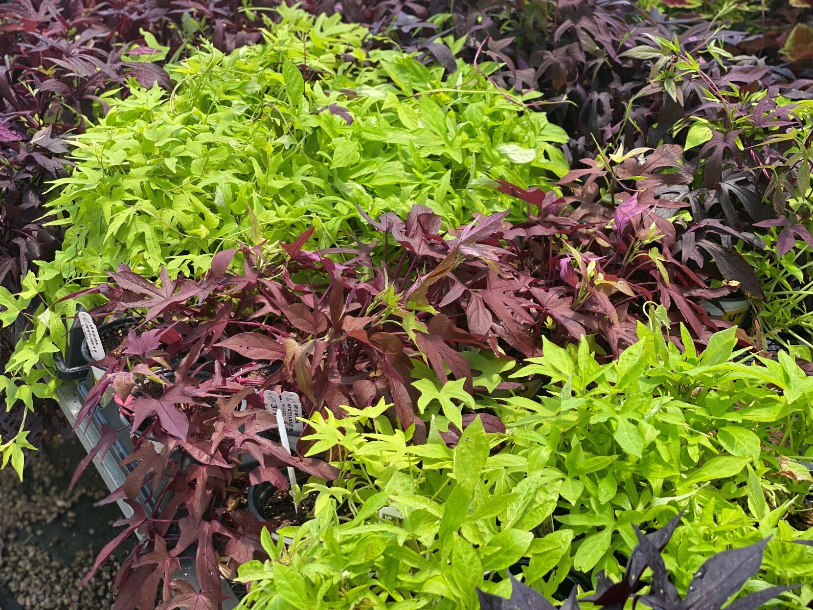 Want a pop of bright green in your yard? New sweet potato varieties are  edible and pretty | Entertainment/Life | theadvocate.com