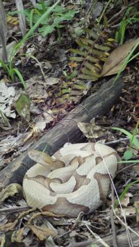 Don't kill that snake! Without these Louisiana species, rodents will be