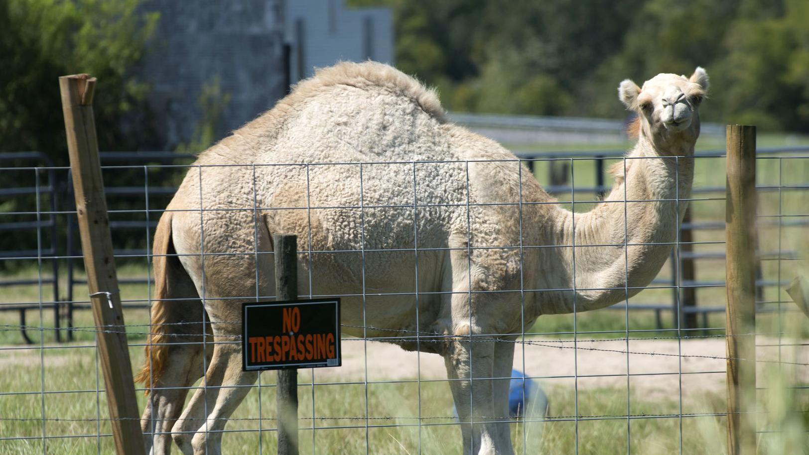 Watch: Video shows Florida couple enter camel's pen at truck stop before  woman bites it | Westside 