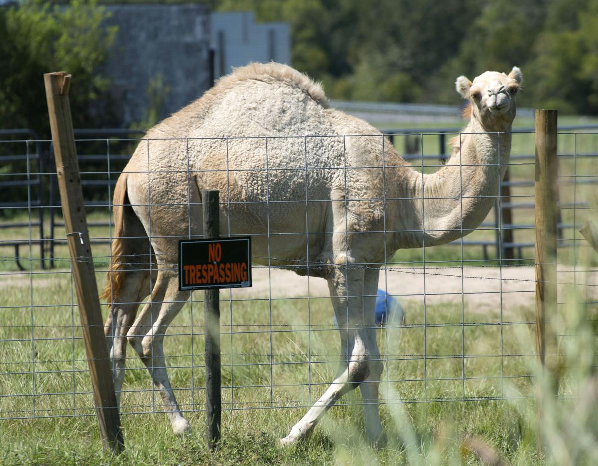 Watch Video Shows Florida Couple Enter Camel S Pen At Truck Stop Before Woman Bites It Westside Theadvocate Com