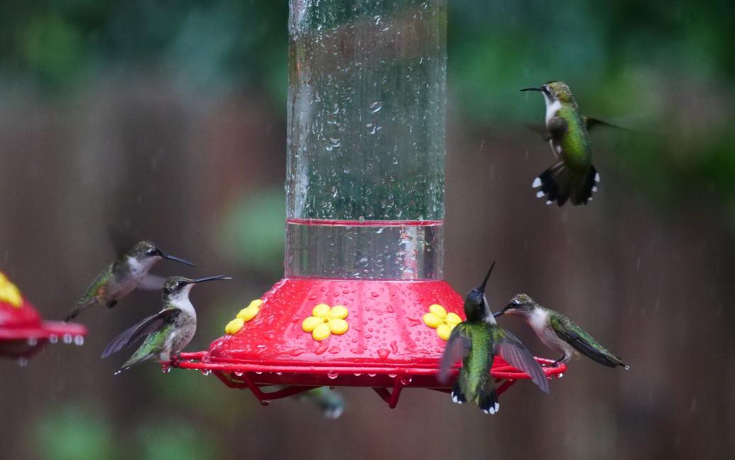 Tips to attract hummingbirds with list of plants | Entertainment/Life ...