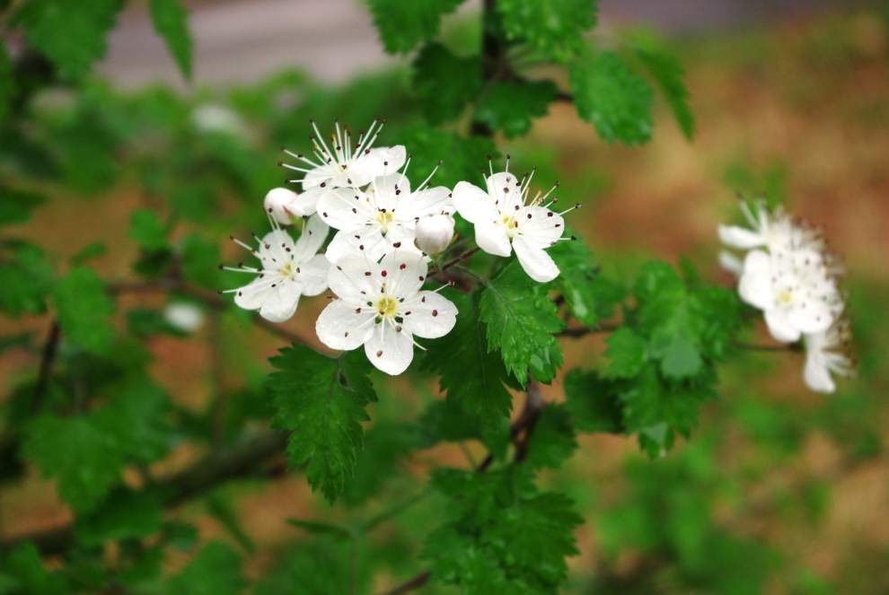 How to landscape with plants indigenous to Louisiana