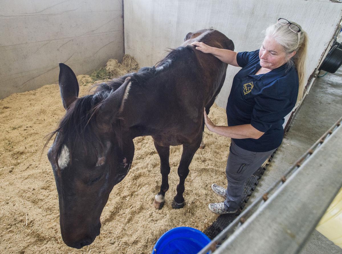 How A Pair Of Lost Horses Sparked A Heated St Landry Parish