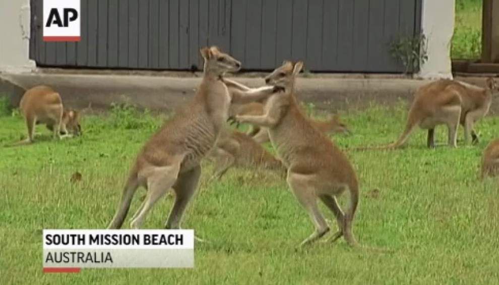 Video: Wallabies run amok in Aussie town _lowres